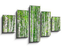 Obraz 5D ptidln - 125 x 70 cm F_GS41678532 - Birch forest. May