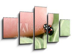 Obraz   Kugelmarienk fer klettert auf Finger, 125 x 70 cm