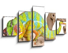 Obraz 5D ptidln - 125 x 70 cm F_GS41961135 - Colorful chameleon. - Barevn chameleon.