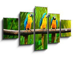Obraz 5D ptidln - 125 x 70 cm F_GS42532067 - Blue-and-Yellow Macaw