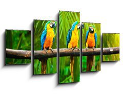 Obraz   Blue and Yellow Macaw, 125 x 70 cm