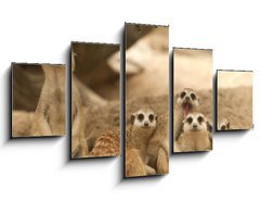 Obraz   Portrait group of meerkat, 125 x 70 cm