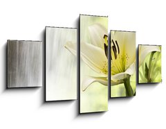 Obraz 5D ptidln - 125 x 70 cm F_GS43046755 - Spritzige Lilie - umiv lilie