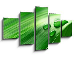 Obraz 5D ptidln - 125 x 70 cm F_GS43098677 - Plantleaf