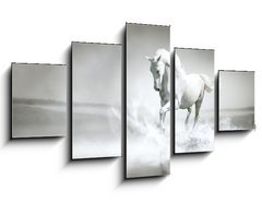 Obraz   White horse running through water, 125 x 70 cm