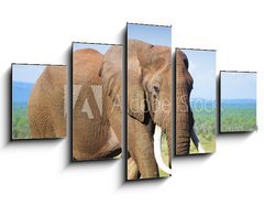 Obraz   Elephant with large tusks, 125 x 70 cm