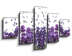 Obraz 5D ptidln - 125 x 70 cm F_GS44305903 - fresh lavender flowers on white - erstv levandule kvtiny na blm