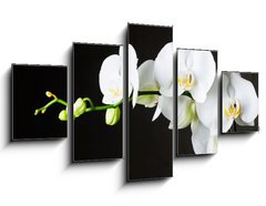 Obraz 5D ptidln - 125 x 70 cm F_GS44550802 - Close-up of white orchids (phalaenopsis) against dark background