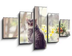 Obraz 5D ptidln - 125 x 70 cm F_GS44792547 - cat sitting on the windowsill in the flowers on the background o