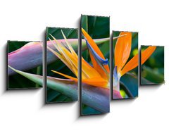 Obraz ptidln 5D - 125 x 70 cm F_GS4597308 - Bird of paradise