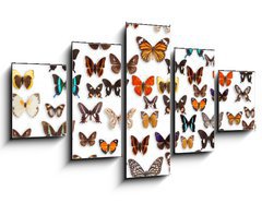Obraz 5D ptidln - 125 x 70 cm F_GS46470295 - butterflies - motly
