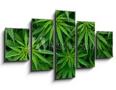 Obraz 5D ptidln - 125 x 70 cm F_GS46939324 - Marijuana - Marihuana