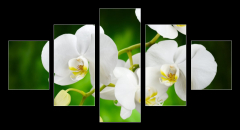 Obraz 5D ptidln - 125 x 70 cm F_GS48780289 - orchid