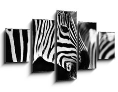 Obraz   monochrome photo  detail head zebra in ZOO, 125 x 70 cm