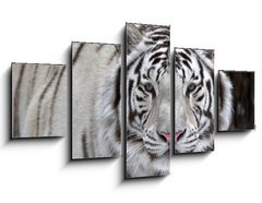 Obraz   Glance of a passing by white bengal tiger, 125 x 70 cm