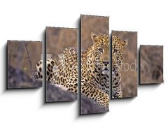 Obraz ptidln 5D - 125 x 70 cm F_GS5242992 - Africa-Leopard