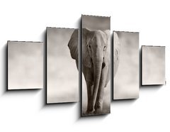 Obraz 5D ptidln - 125 x 70 cm F_GS53182375 - Elephant