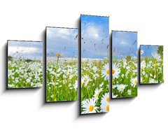 Obraz   many chamomile flowers over blue sky, 125 x 70 cm