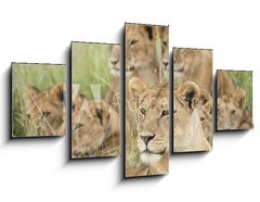 Obraz   Pride of Lions, Serengeti, Tanzania, 125 x 70 cm