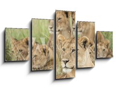 Obraz 5D ptidln - 125 x 70 cm F_GS57547557 - Pride of Lions, Serengeti, Tanzania