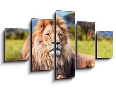 Obraz 5D ptidln - 125 x 70 cm F_GS58606525 - Big lion lying on savannah grass. Kenya, Africa - Velk lva lec na savanov trv. Kea, Afrika