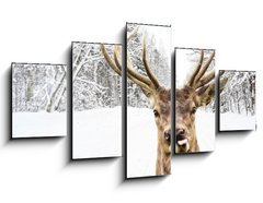 Obraz 5D ptidln - 125 x 70 cm F_GS58977181 - Deer with beautiful big horns on a winter country road