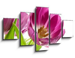 Obraz ptidln 5D - 125 x 70 cm F_GS5902197 - lilac tulips isolated on white