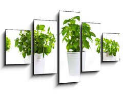 Obraz 5D ptidln - 125 x 70 cm F_GS59972855 - set of potted green plants