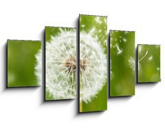 Obraz   dandelion with flying seeds, 125 x 70 cm