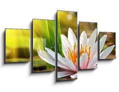Obraz   water lily, 125 x 70 cm
