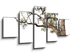 Obraz 5D ptidln - 125 x 70 cm F_GS60475741 - Big tree on a white background