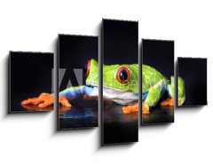 Obraz 5D ptidln - 125 x 70 cm F_GS6076721 - frog macro - a red-eyed tree frog isolated on black