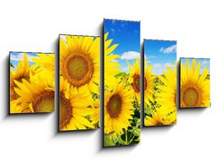 Obraz 5D ptidln - 125 x 70 cm F_GS62796944 - sunflower field and blue sky with clouds