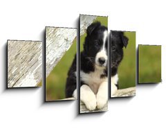 Obraz 5D ptidln - 125 x 70 cm F_GS63537900 - Border Collie Puppy With Paws on White Rustic Fence 2
