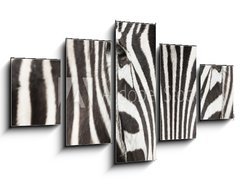 Obraz   Close up of zebra head and body with beautiful striped pattern, 125 x 70 cm