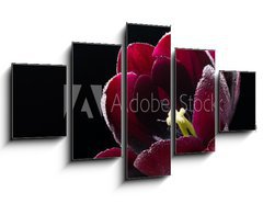 Obraz 5D ptidln - 125 x 70 cm F_GS64511912 - Wet purple-black tulip.