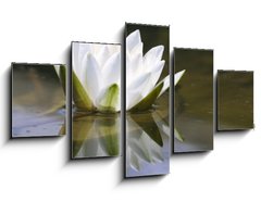 Obraz ptidln 5D - 125 x 70 cm F_GS653618 - white delicate water lily - bl jemn leknna