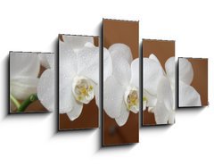 Obraz ptidln 5D - 125 x 70 cm F_GS6749308 - orchidea