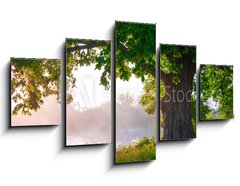Obraz 5D ptidln - 125 x 70 cm F_GS67675896 - Oak tree in full leaf in summer standing alone