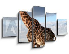 Obraz 5D ptidln - 125 x 70 cm F_GS68090658 - Girafe mle qui parade