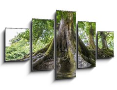 Obraz   big old tree and a river, 125 x 70 cm