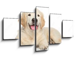 Obraz 5D ptidln - 125 x 70 cm F_GS69054182 - Golden Retriever puppy on white background