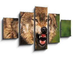 Obraz 5D ptidln - 125 x 70 cm F_GS69348071 - Snarling Wolf