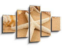 Obraz ptidln 5D - 125 x 70 cm F_GS7005446 - Seashell - Mule