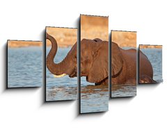 Obraz 5D ptidln - 125 x 70 cm F_GS70143412 - Elephant in water, Etosha National Park