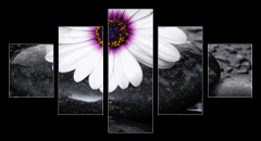 Obraz   Macro of beautiful white gerbera with wet stones, 125 x 70 cm