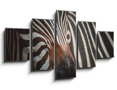 Obraz   Zebra portrait in Prague Zoo, 125 x 70 cm