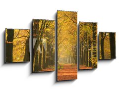 Obraz   Warm autumn colors in a beautiful lane in a forest., 125 x 70 cm