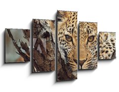 Obraz ptidln 5D - 125 x 70 cm F_GS743250 - big cat