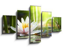 Obraz 5D ptidln - 125 x 70 cm F_GS76650282 - lotus flower